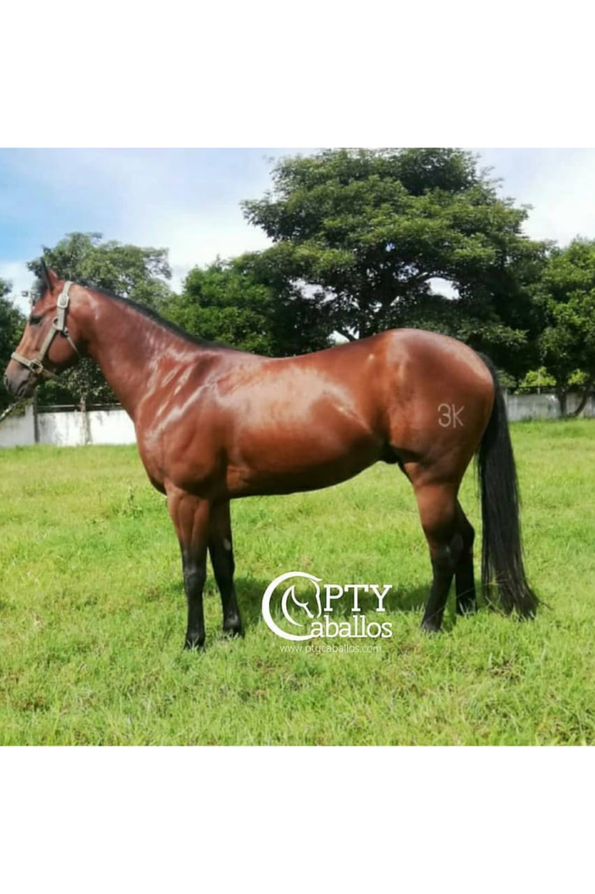 ROMAN PTY Caballos