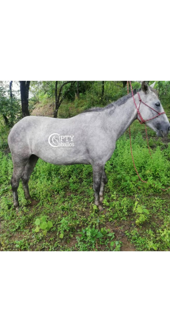 SIN NOMBRE 6 PTY Caballos