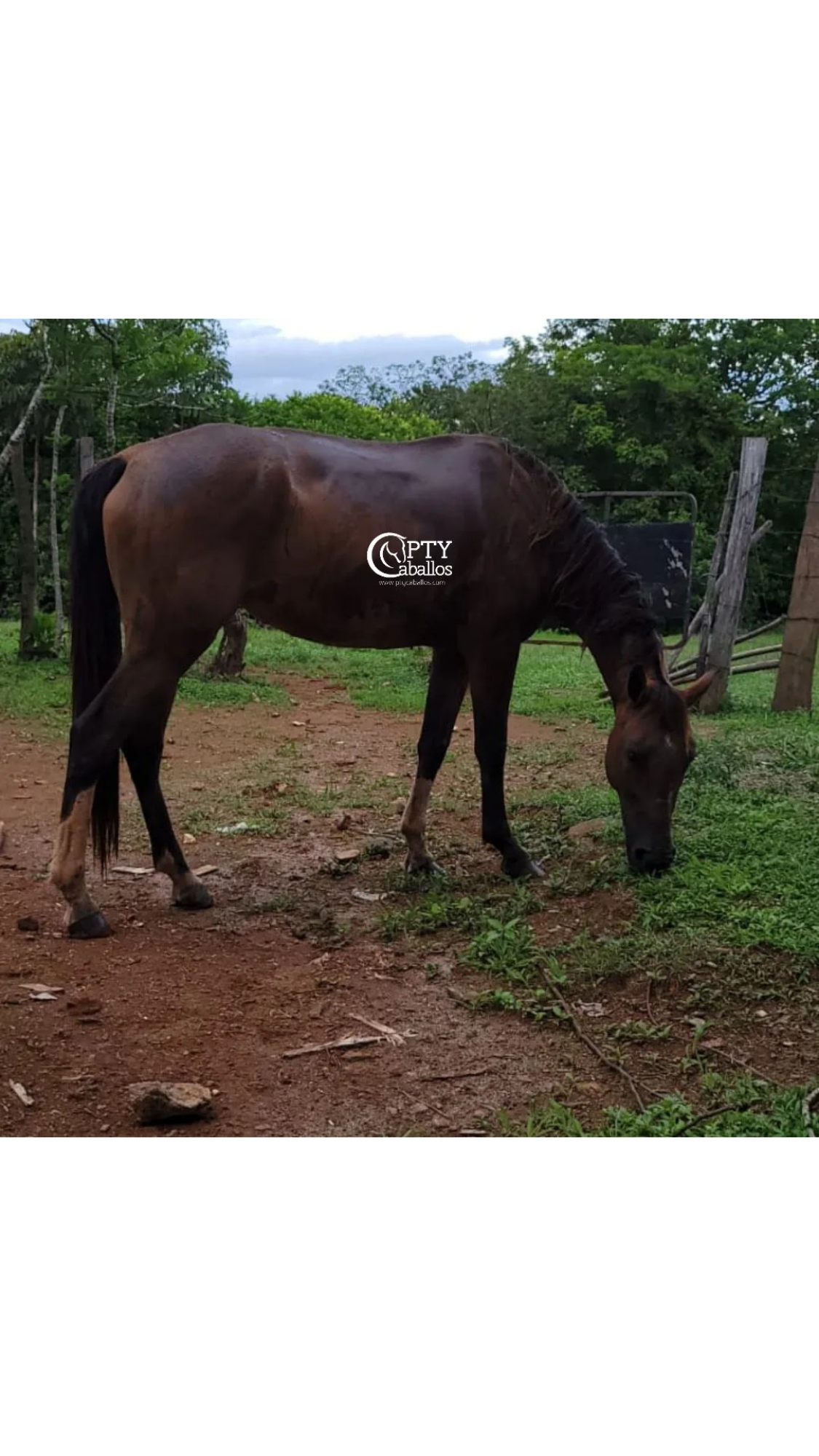 SIN NOMBRE PTY Caballos