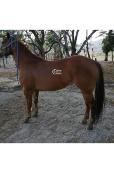 CATALEYA