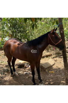 CARAMELO