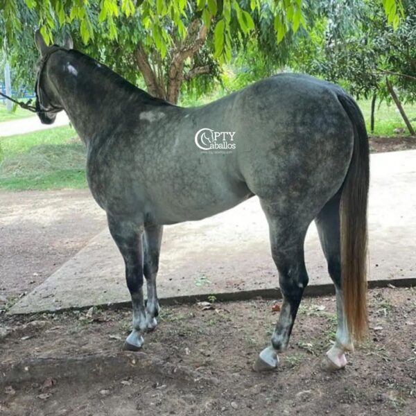 TEQUILLA SHINING - Imagen 3