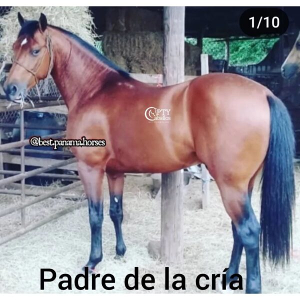HEREDERA - Imagen 5