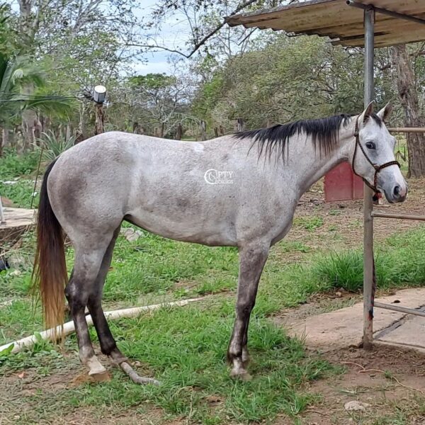 HEREDERA - Imagen 2