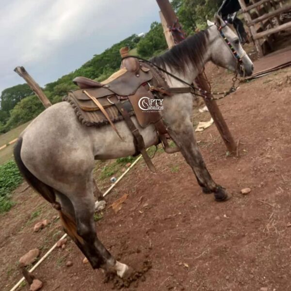 HEREDERA - Imagen 3