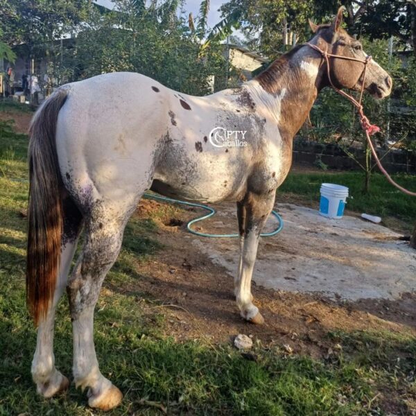 EMILIO - Imagen 2