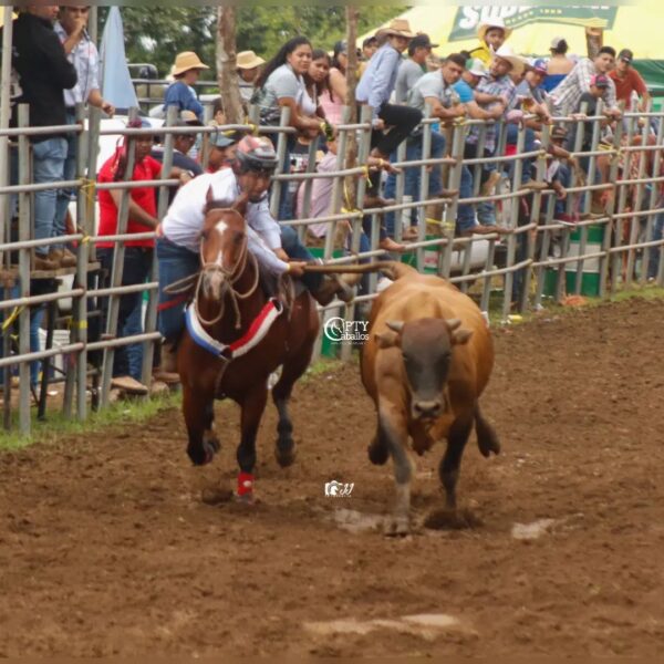 BOOR ATENAS 15 - Imagen 4