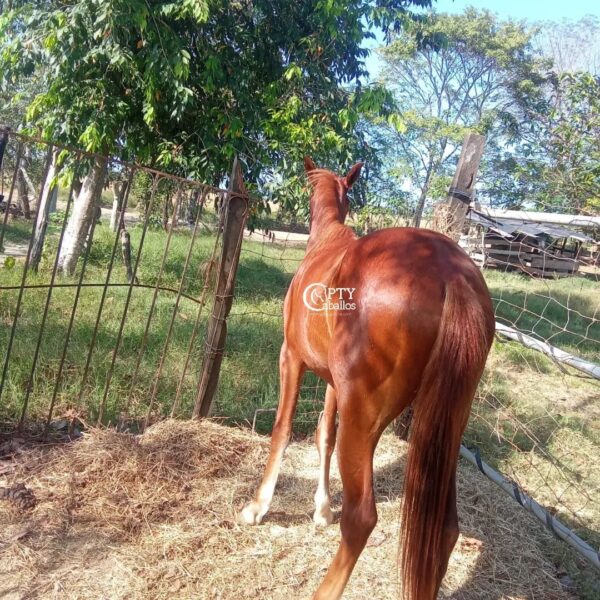 PRESUMIDO - Imagen 2