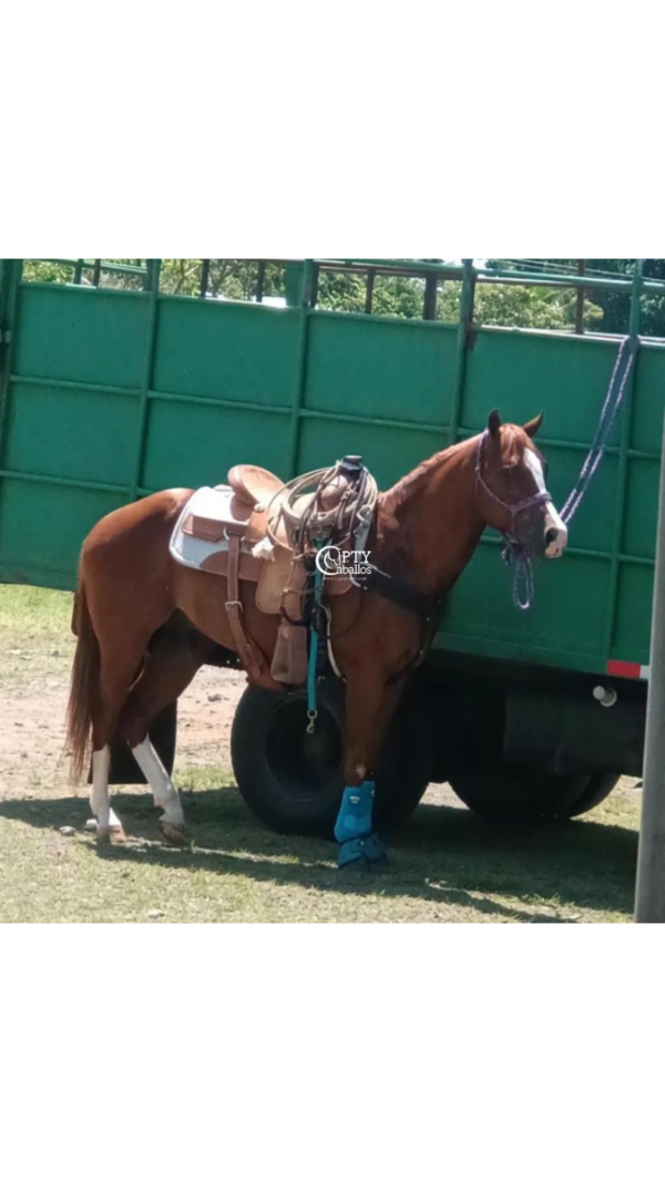 TEXAS