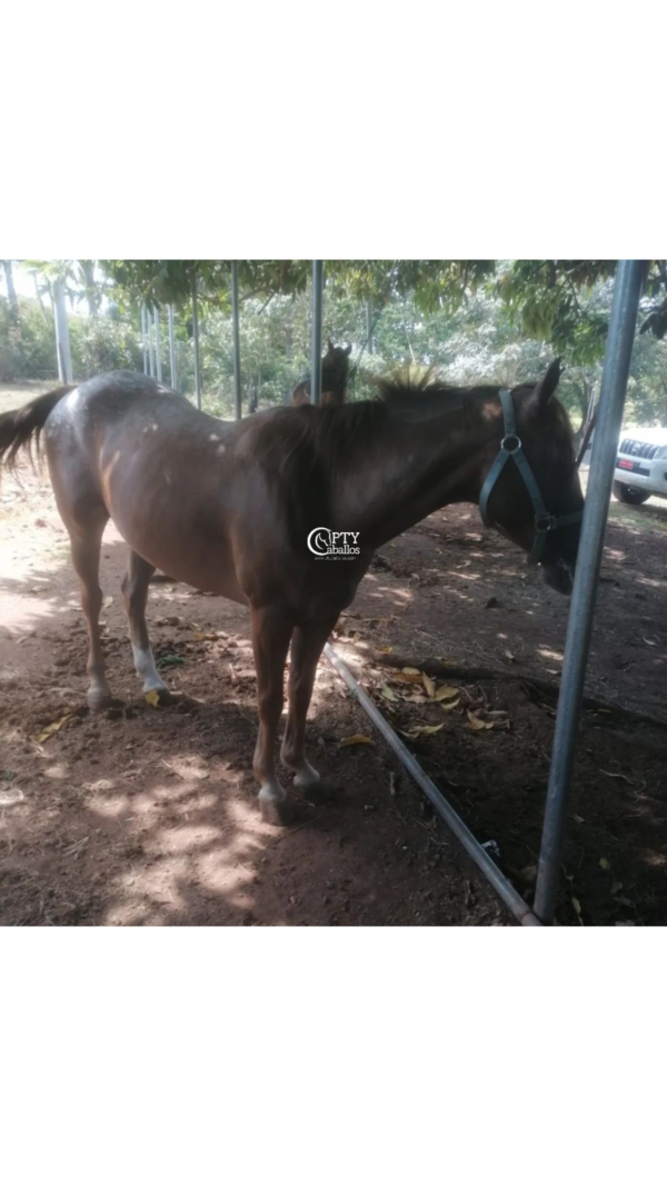 COQUETA
