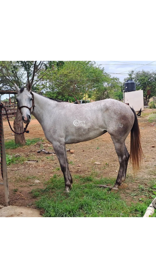 HEREDERA