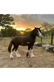 ARES