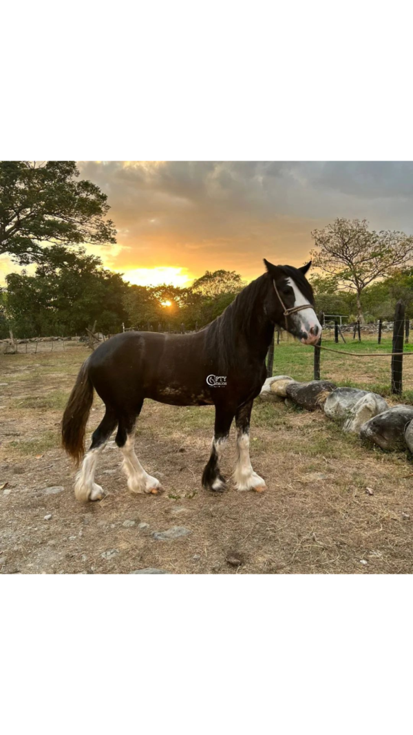 ARES