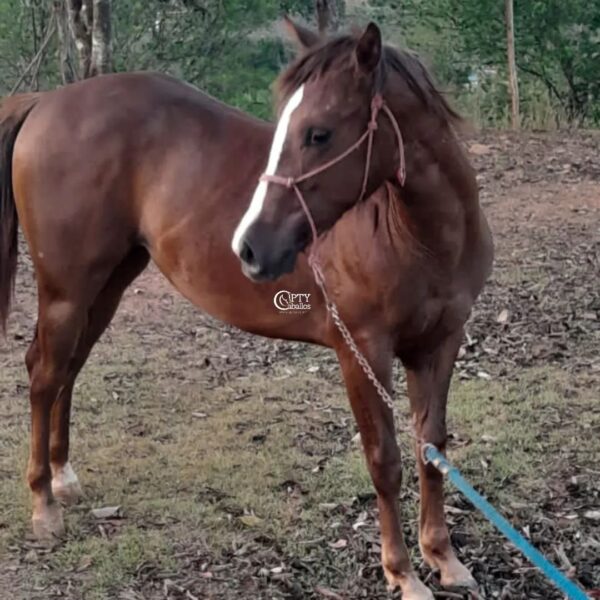 CANELA - Imagen 2