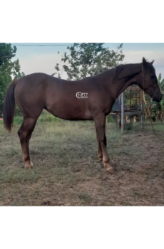 CANELA