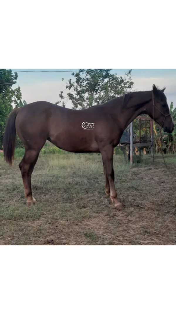 CANELA
