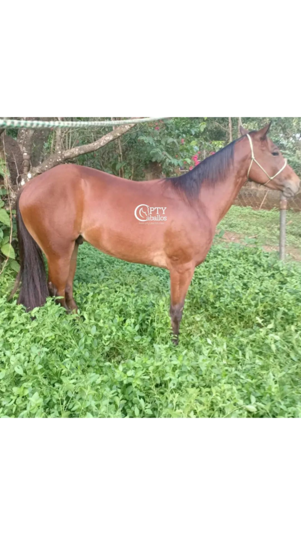 CIRIUS
