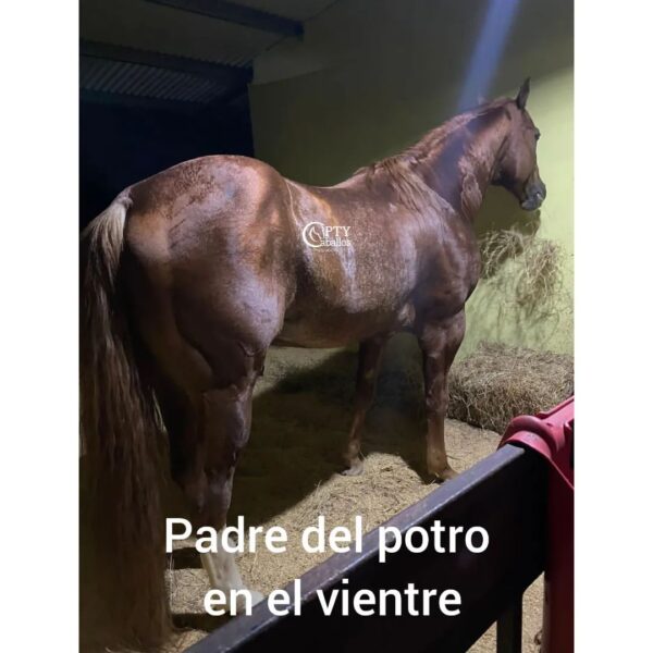 DULCE - Imagen 4