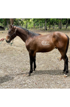 GALÁN