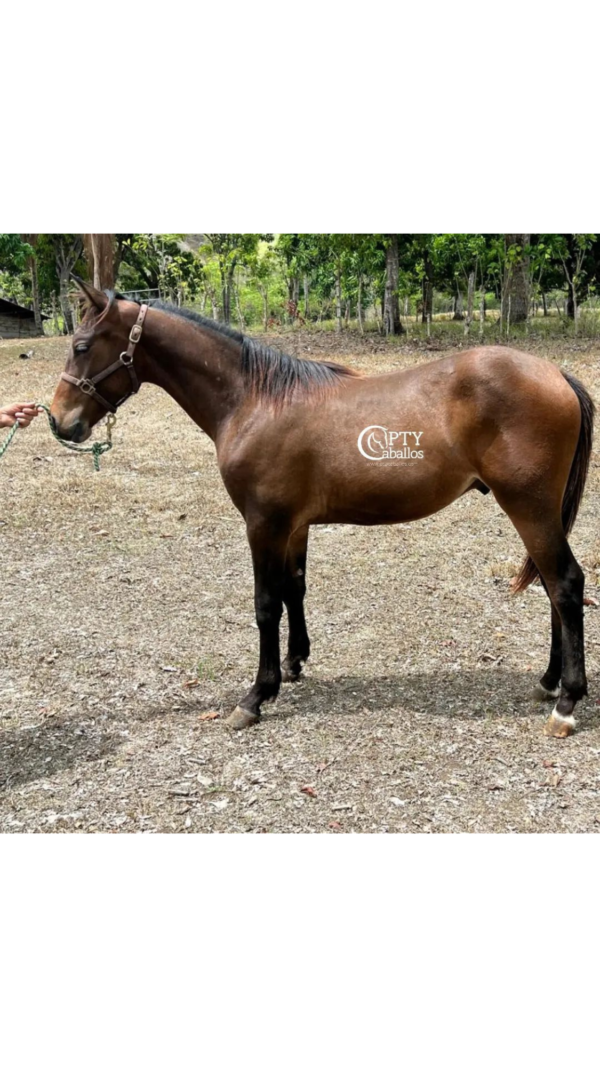 GALÁN
