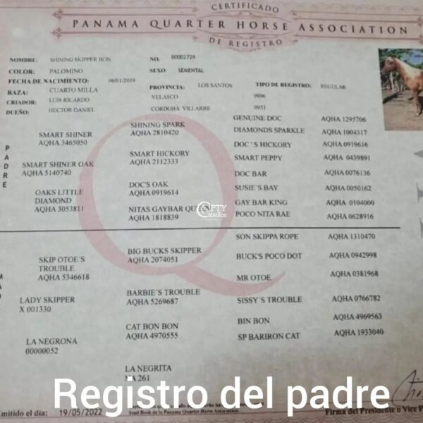 CANELO - Imagen 4
