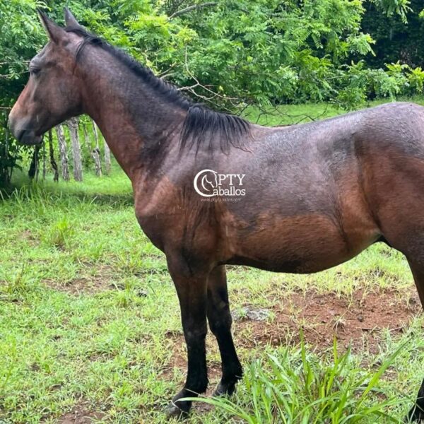 GALÁN - Imagen 3