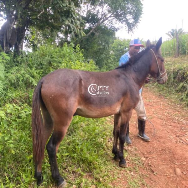 NAPO - Imagen 2