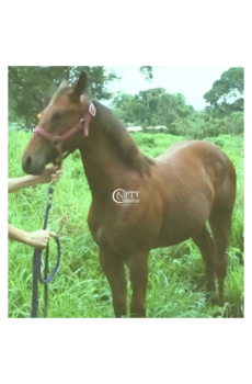 MUÑECA