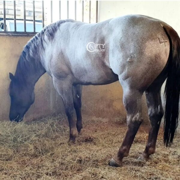 PEPTO BLONDY CASH - Imagen 6
