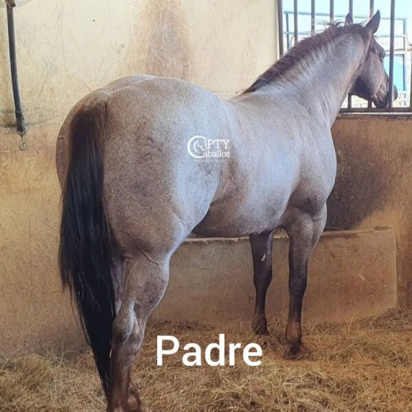 PEPTO BLONDY CASH - Imagen 5