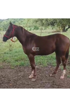 ZIRIO