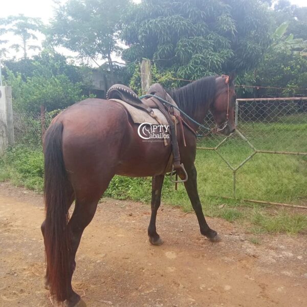 LUNA - Imagen 2