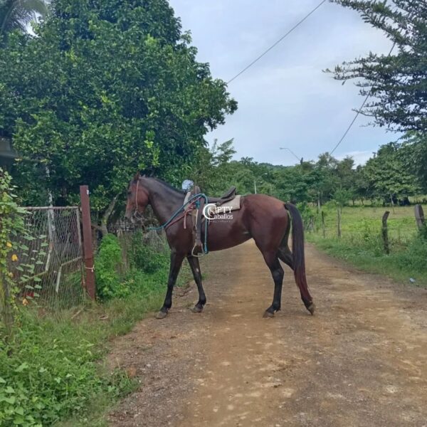 LUNA - Imagen 3