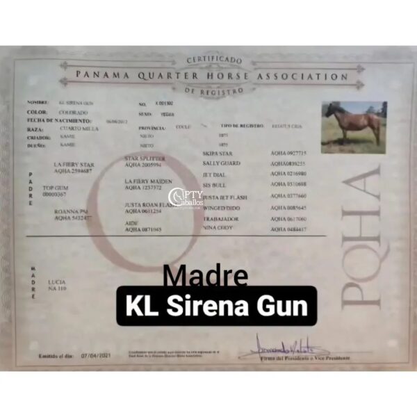 STAR OLENA HICKORY - Imagen 5