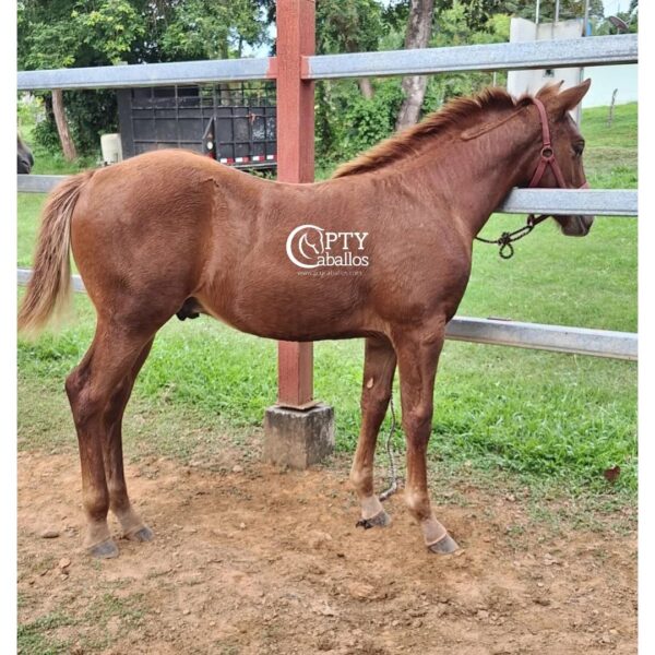 STAR OLENA HICKORY - Imagen 2