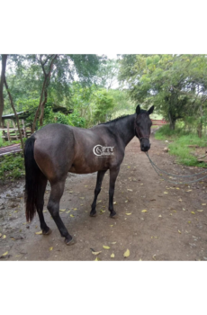 CATALEYA
