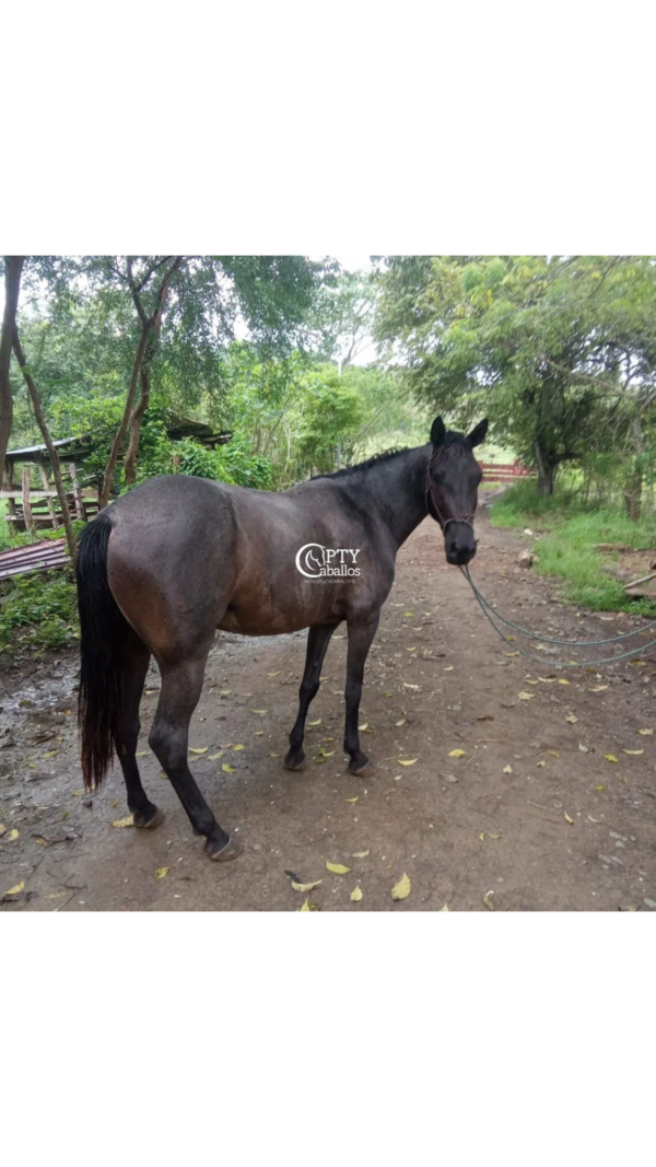 CATALEYA