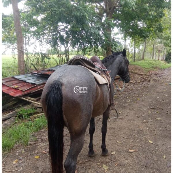 CATALEYA - Imagen 2