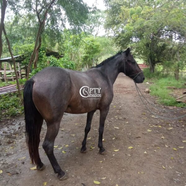 CATALEYA - Imagen 3
