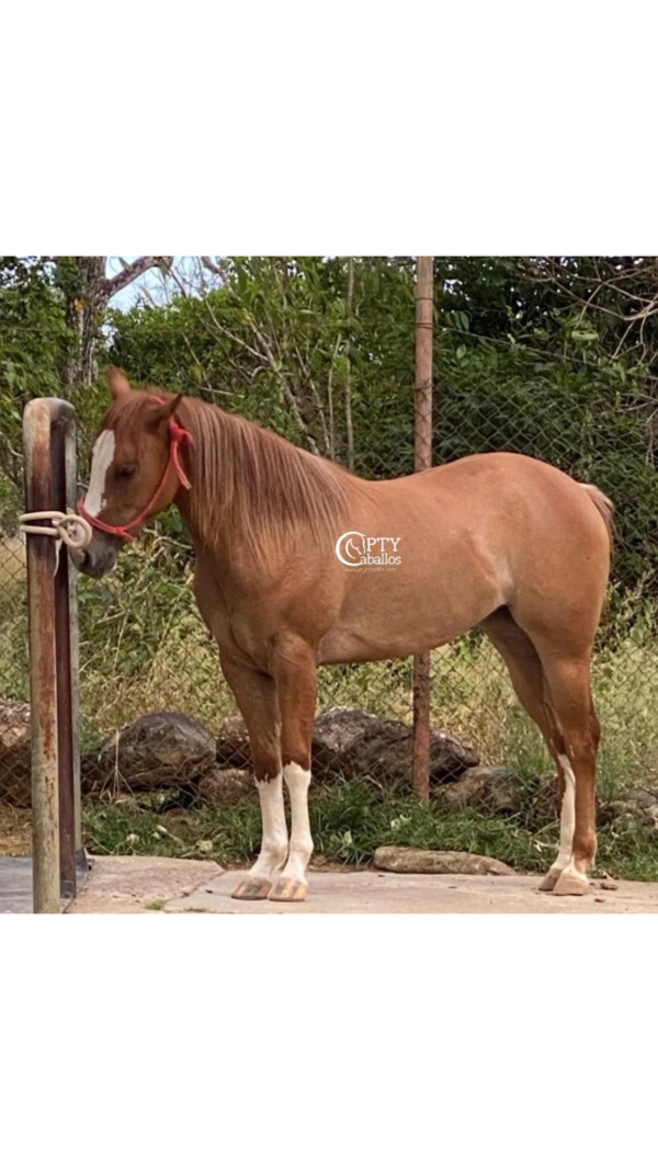 ZAFIRO