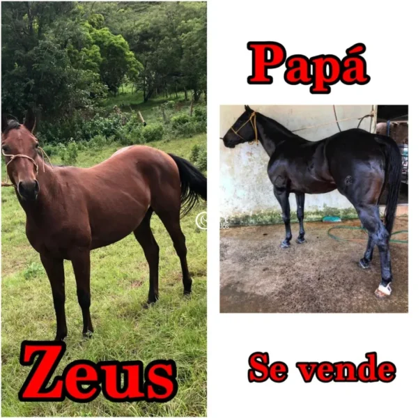 ZEUS - Imagen 2