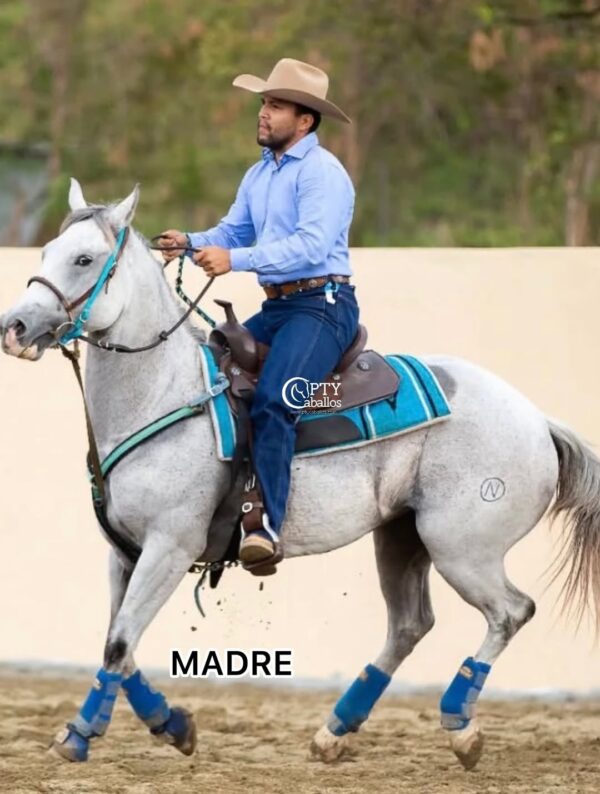 LA MONA BON - Imagen 4