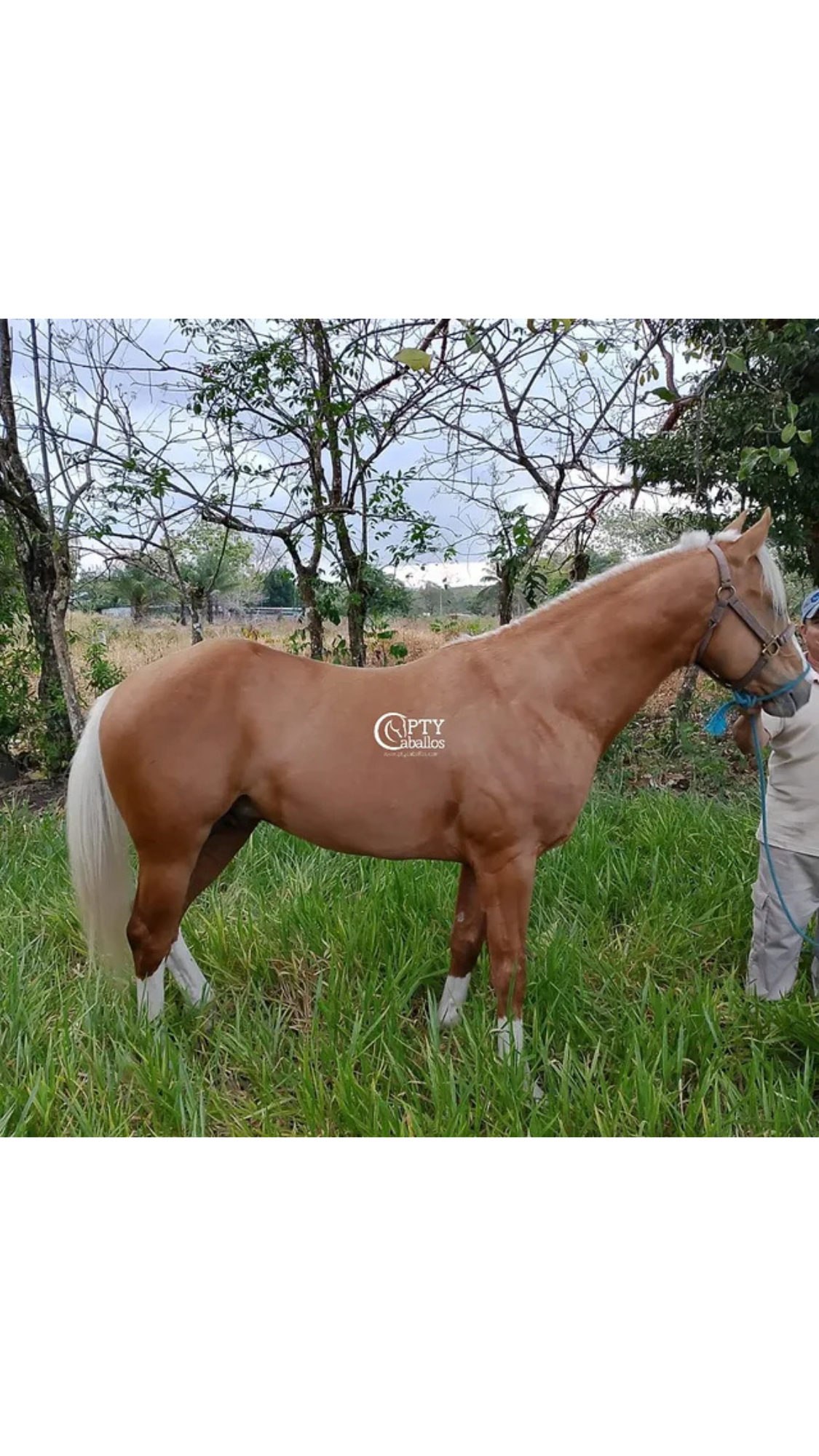 DORADO DEL CIELO