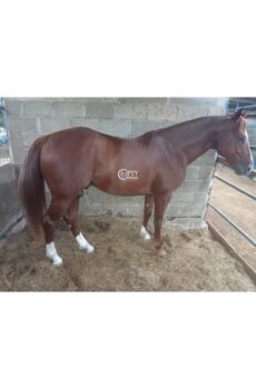 D'AMALFI STAR SHINE