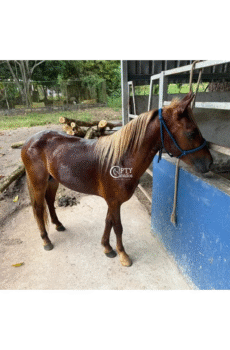 EL PONY 