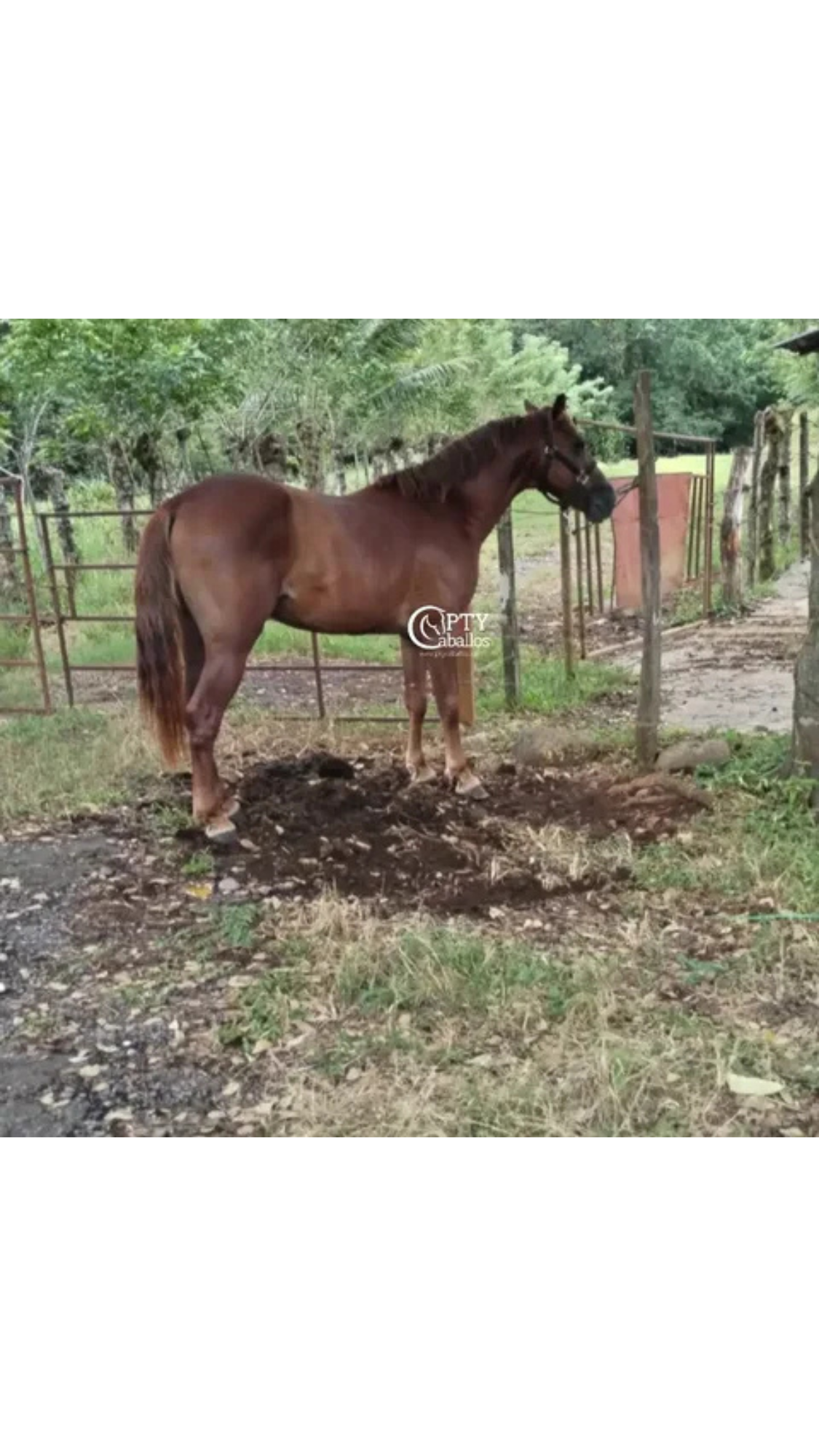 COQUETO