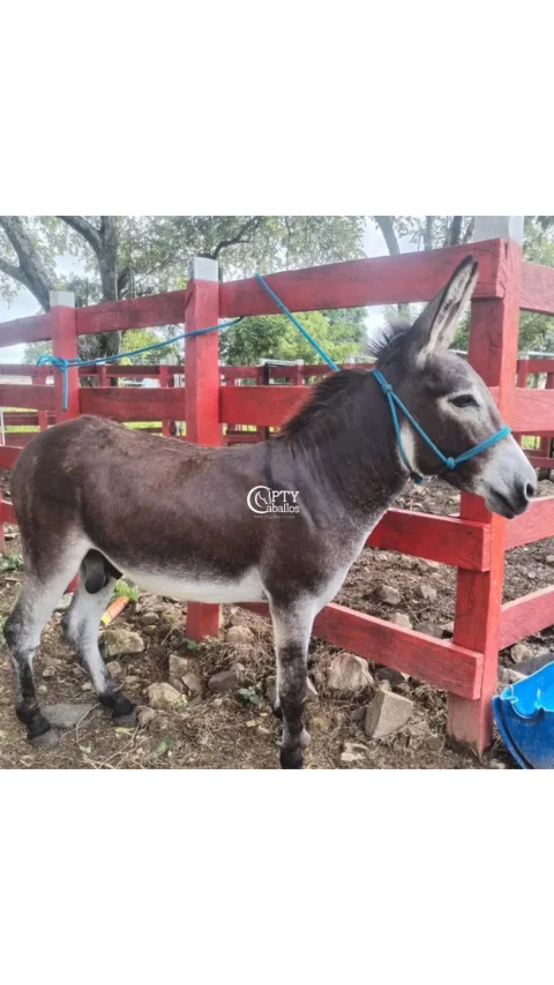 PAQUITO