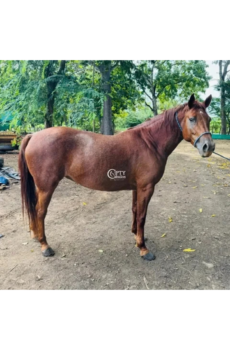 CUCUROBA