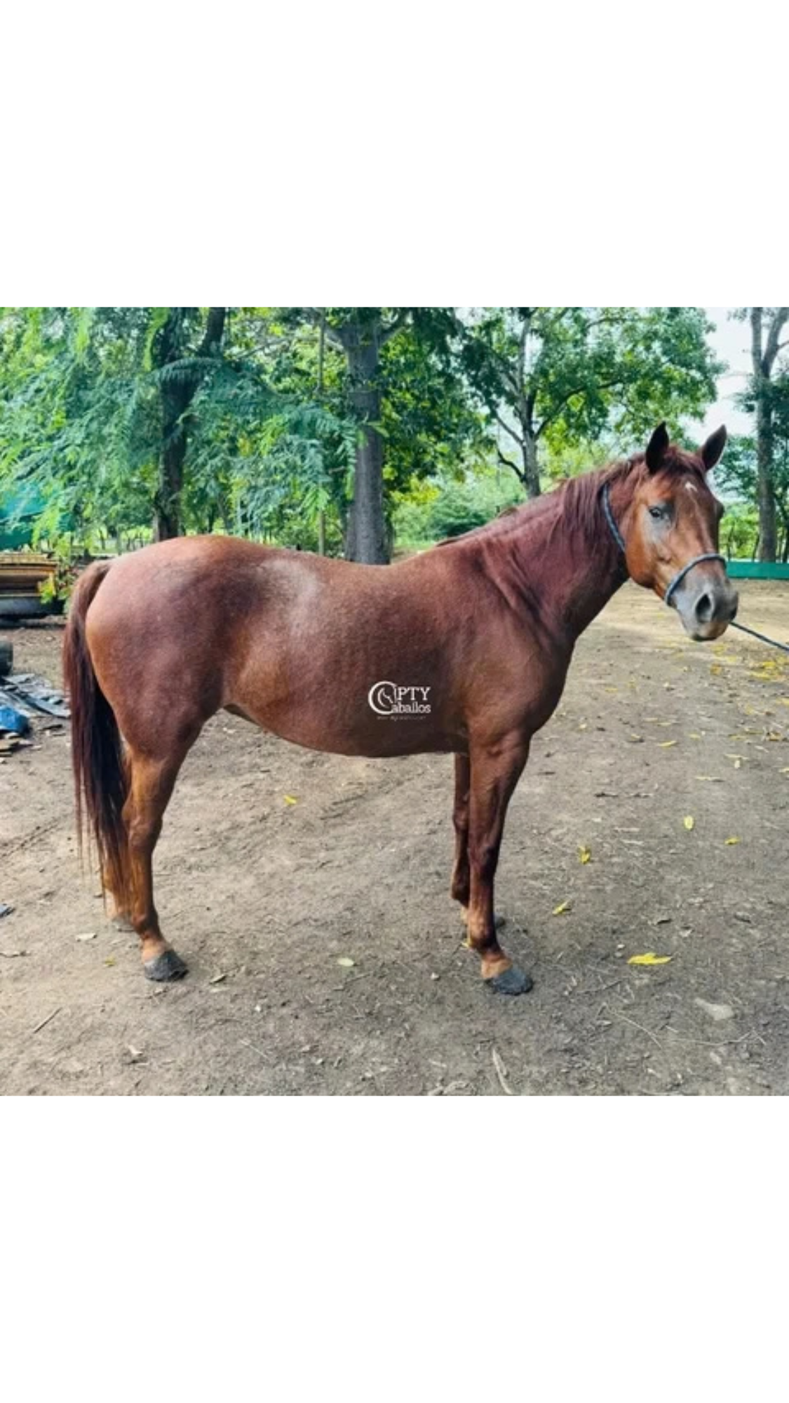 CUCUROBA