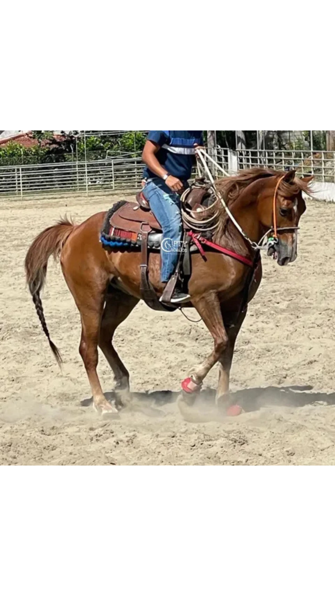 CANELO